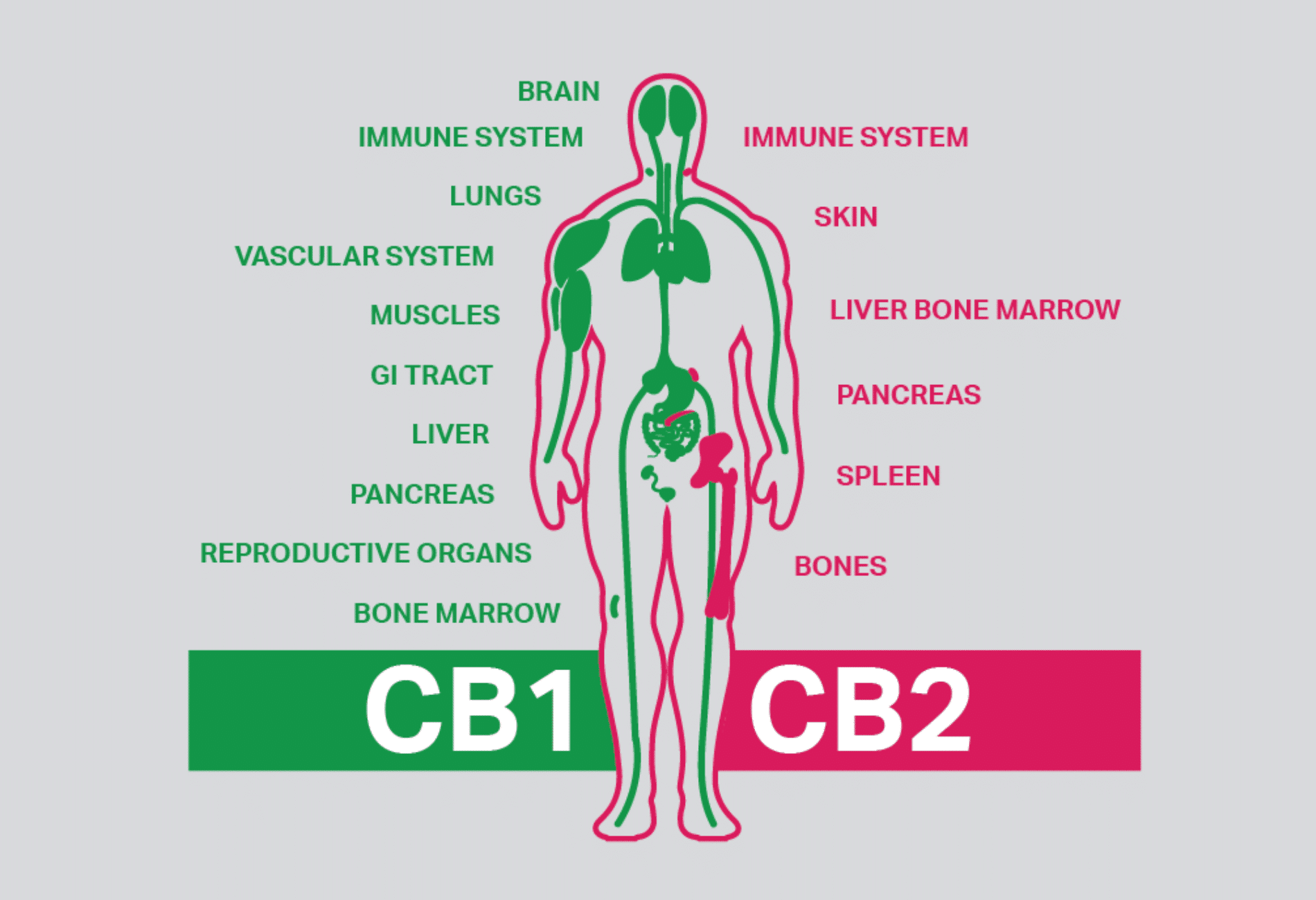 ECS All about the Endocannabinoid System