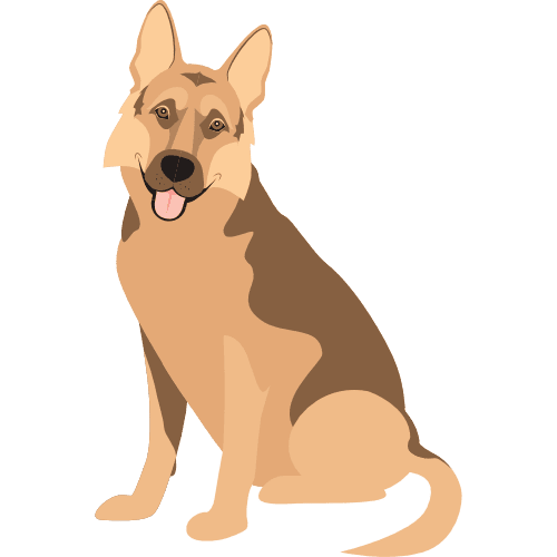 Dog8