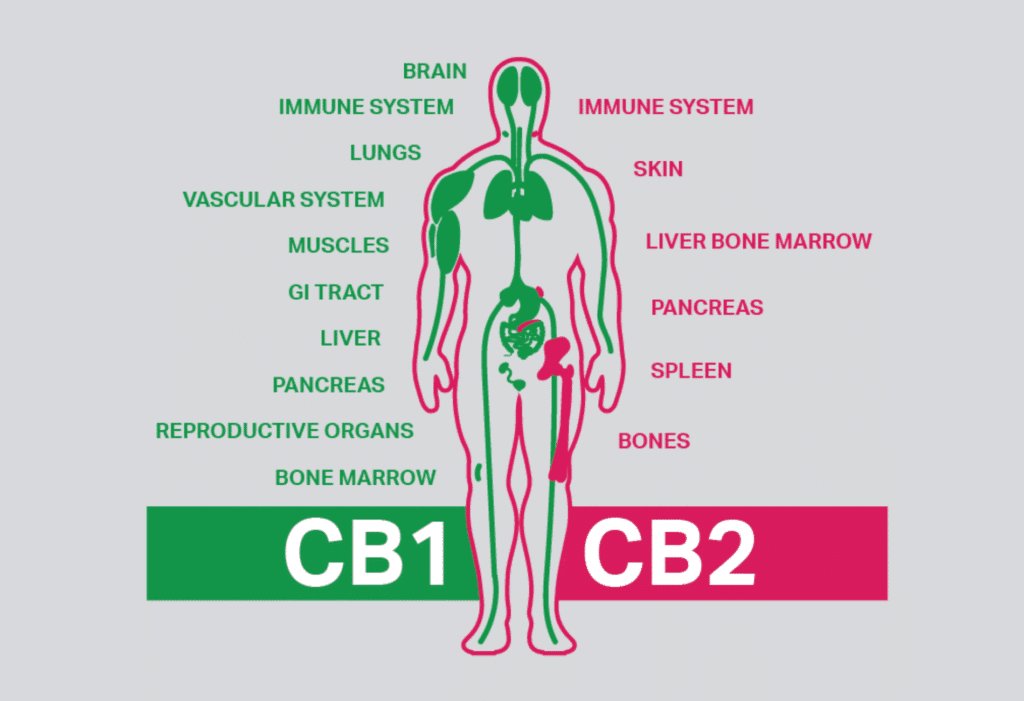 ECS All about the Endocannabinoid System