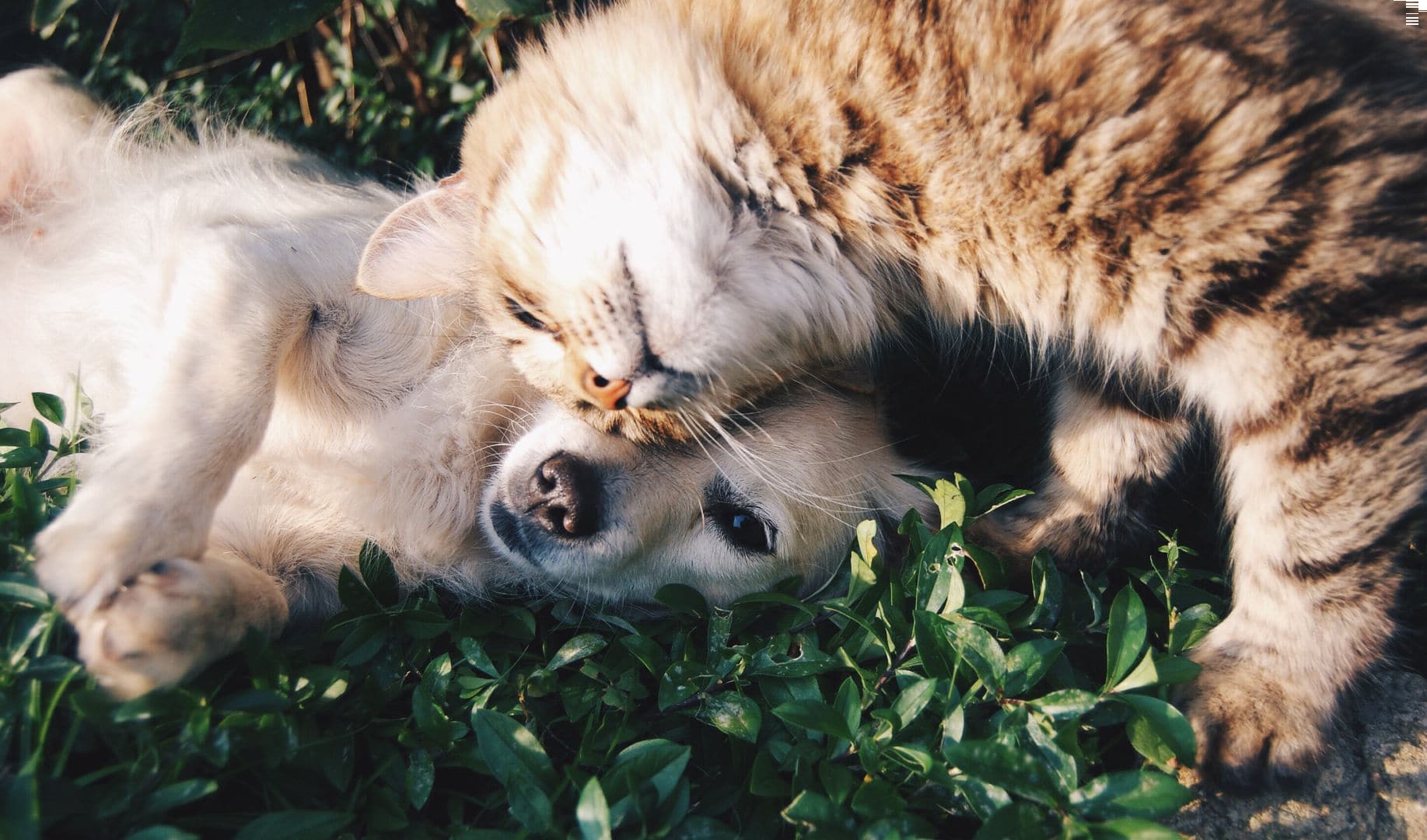 resolveCBD pet treats guide on cbd treats